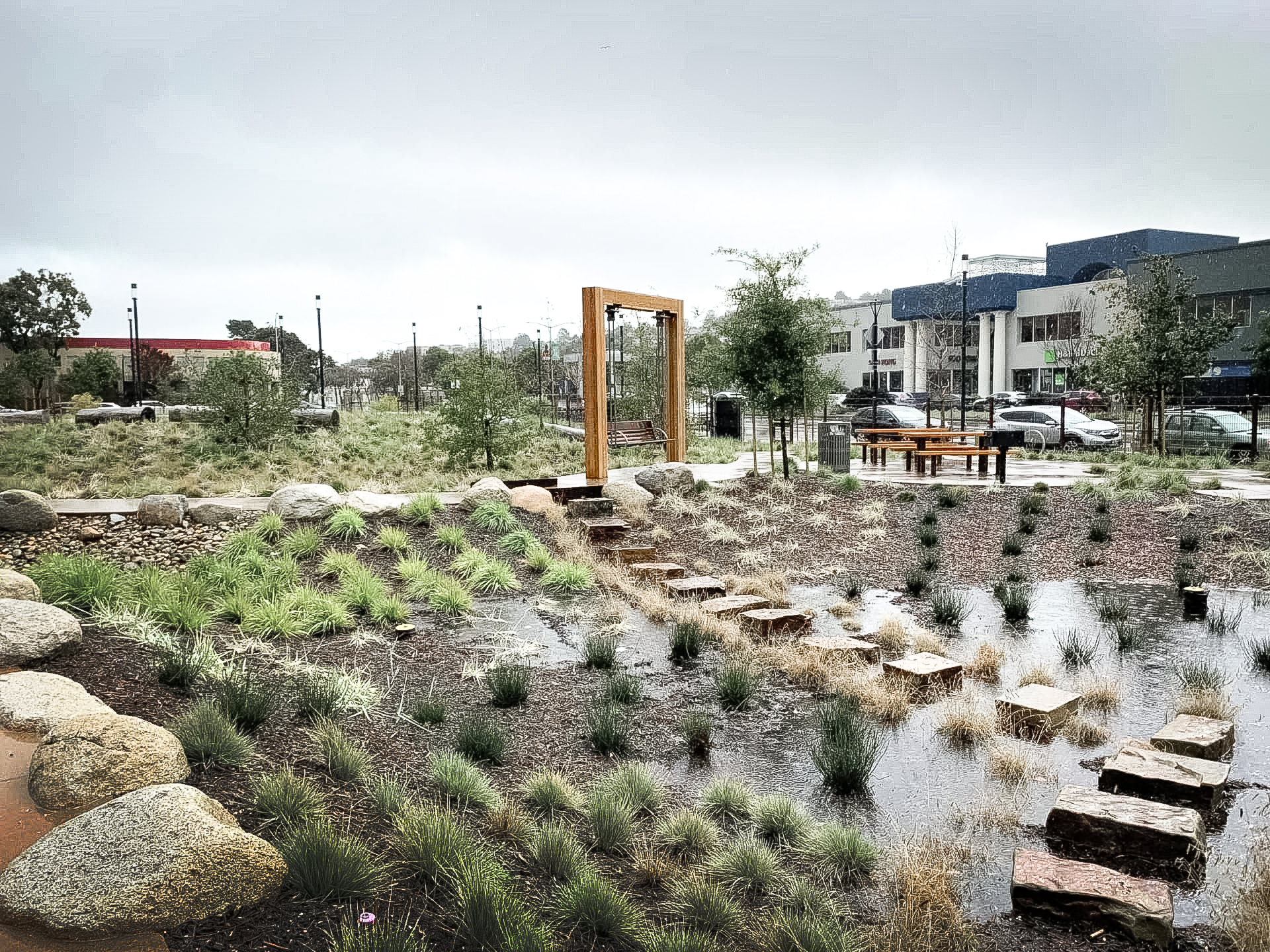 A rain garden and bioswale holding stormwater in a public landscape